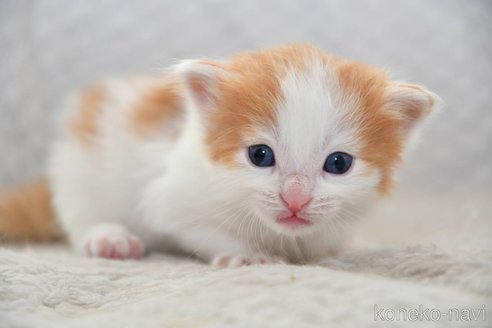 成約済の宮城県のノルウェージャンフォレストキャット-113666の1枚目