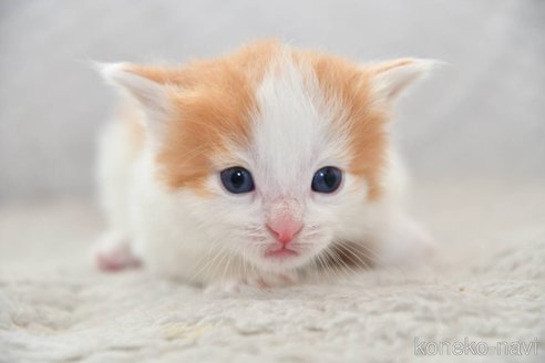 成約済の宮城県のノルウェージャンフォレストキャット-113666の3枚目