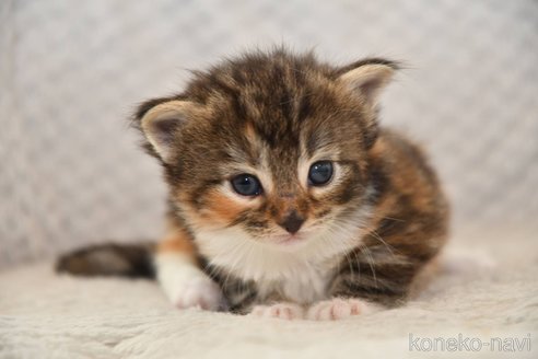 成約済の宮城県のノルウェージャンフォレストキャット-113668の3枚目