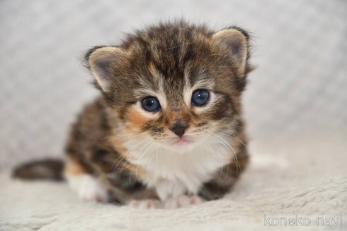 成約済の宮城県のノルウェージャンフォレストキャット-113668の2枚目