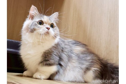 しずくちゃん1枚目