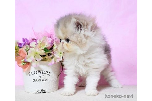 商談中の群馬県のエキゾチックロングヘア-113691の6枚目