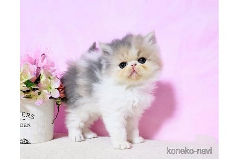 商談中の群馬県のエキゾチックロングヘア-113691の5枚目