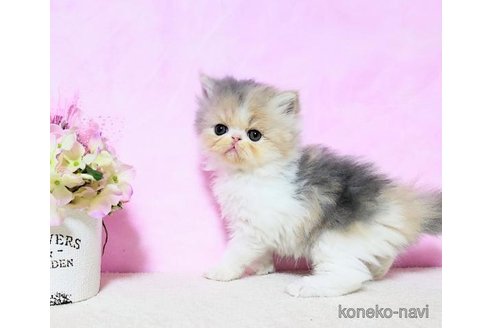 商談中の群馬県のエキゾチックロングヘア-113691の3枚目