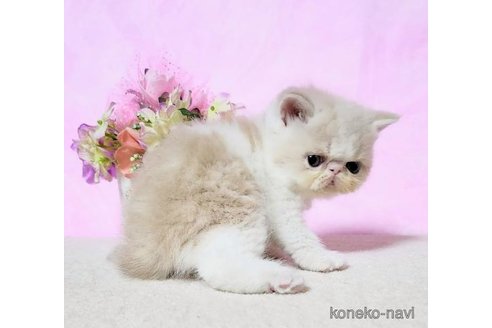 成約済の群馬県のエキゾチックショートヘア-113693の6枚目