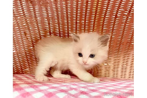 販売中の福岡県のラグドール-113694の2枚目