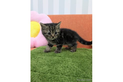 成約済の大阪府のスコティッシュフォールド-113703の3枚目