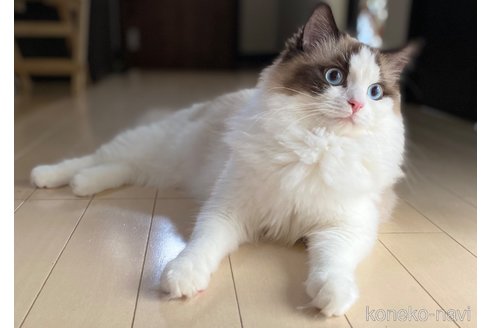 アーニャちゃん1枚目