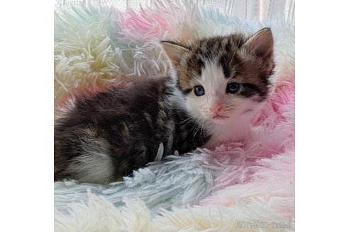 販売中の愛知県のノルウェージャンフォレストキャット-113708の4枚目