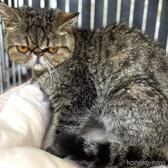 商談中の千葉県のエキゾチックショートヘア-82432