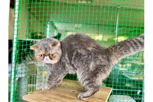商談中の千葉県のエキゾチックショートヘア-82433の2枚目