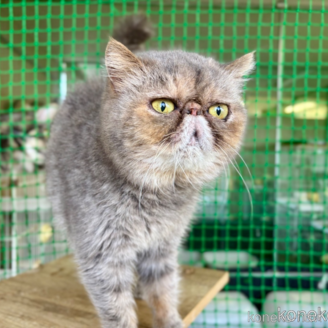 商談中の千葉県のエキゾチックショートヘア-82433