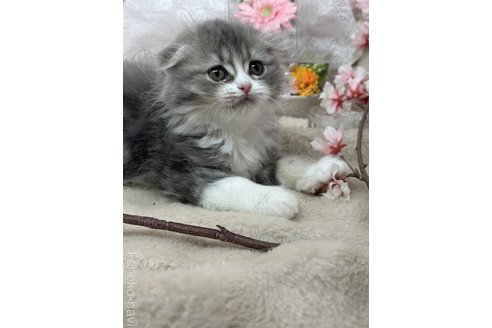 販売中の長野県のスコティッシュフォールド(折れ耳)-111960の4枚目