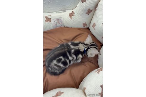 成約済の埼玉県のスコティッシュフォールド-113717の11枚目