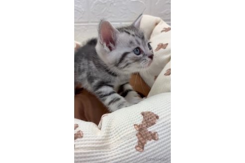 成約済の埼玉県のスコティッシュフォールド-113722の11枚目