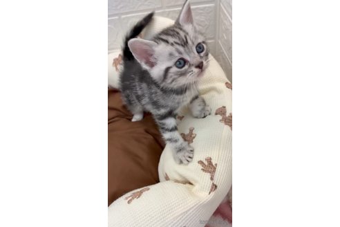 成約済の埼玉県のスコティッシュフォールド-113722の8枚目