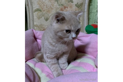 販売中の神奈川県のスコティッシュフォールド(折れ耳)-110395の6枚目