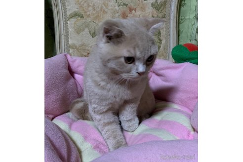 販売中の神奈川県のスコティッシュフォールド(折れ耳)-110395の4枚目