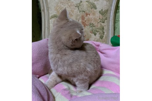 販売中の神奈川県のスコティッシュフォールド(折れ耳)-110395の5枚目