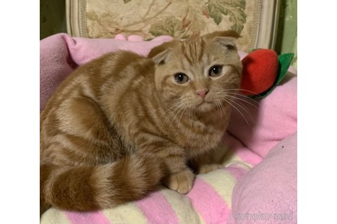 販売中の神奈川県のスコティッシュフォールド(折れ耳)-110396の2枚目