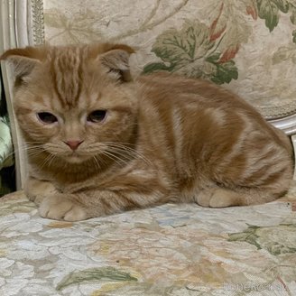 販売中の神奈川県のスコティッシュフォールド(折れ耳)-110399の6枚目