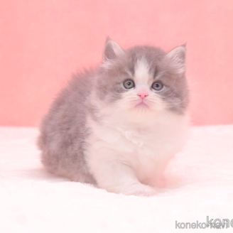 成約済の茨城県のサイベリアン-112388の1枚目