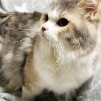 成約済の埼玉県のスコティッシュフォールド-113727の5枚目