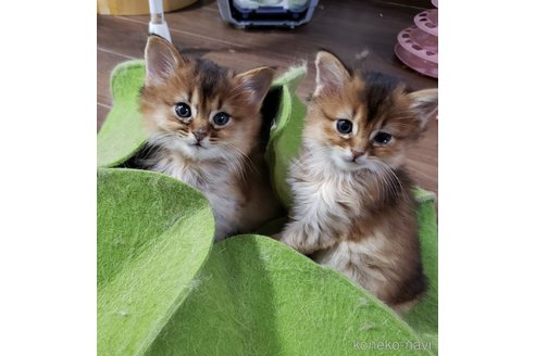 販売中の神奈川県のソマリ-113732の3枚目