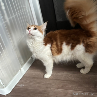 ののノルウェージャンフォレストキャット-
