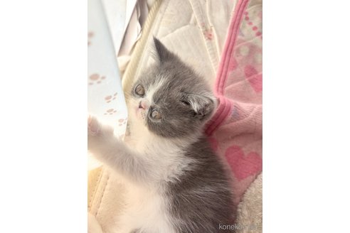 販売中の愛知県のエキゾチックショートヘア-113740の9枚目