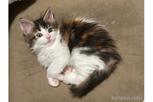 成約済の愛知県のメインクーン-113766の3枚目