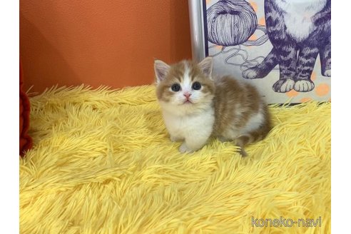成約済の大阪府のマンチカン(短足)-113771の2枚目
