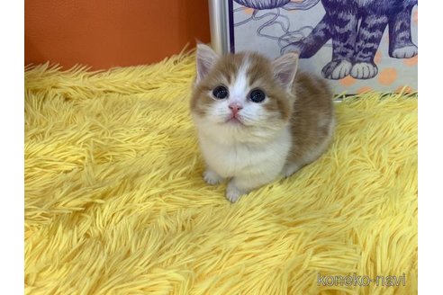 成約済の大阪府のマンチカン(短足)-113771の5枚目