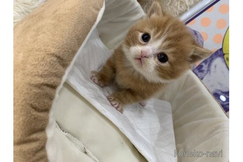 商談中の大阪府のスコティッシュフォールド-113774の3枚目