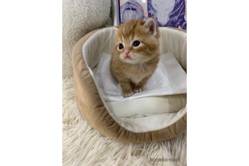 成約済の大阪府のスコティッシュフォールド-113775の2枚目