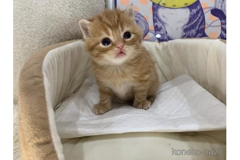 販売中の大阪府のスコティッシュフォールド-113775