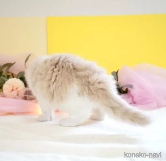 成約済の岐阜県のマンチカン-113785の4枚目