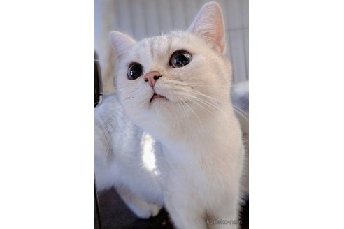 ニケちゃん1枚目