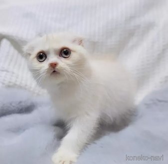 販売中の東京都のスコティッシュフォールド(折れ耳)-113796の3枚目
