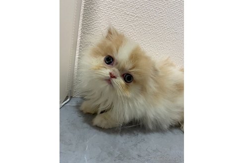 販売中の宮崎県のスコティッシュフォールド-113801
