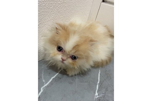 販売中の宮崎県のスコティッシュフォールド-113801
