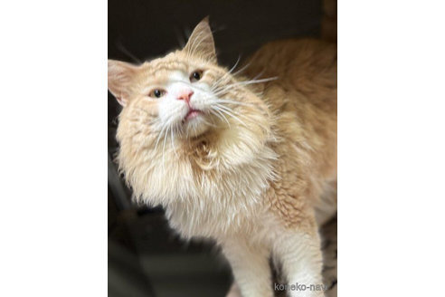 ののノルウェージャンフォレストキャット-