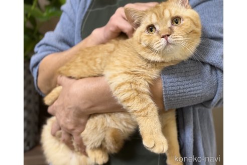 販売中の静岡県のブリティッシュショートヘア-113814の5枚目