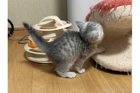 成約済の愛知県のミヌエット-112519の3枚目