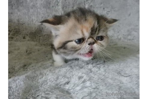 販売中の神奈川県のエキゾチックショートヘア-113826の37枚目