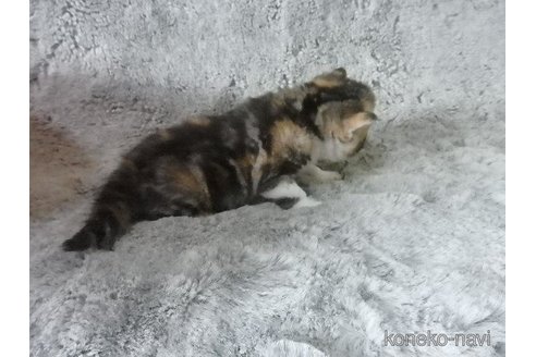 販売中の神奈川県のエキゾチックショートヘア-113826の36枚目