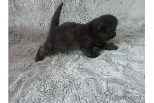販売中の神奈川県のエキゾチックショートヘア-113827の34枚目