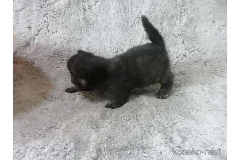 販売中の神奈川県のエキゾチックショートヘア-113827の33枚目