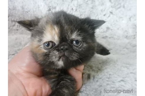 販売中の神奈川県のエキゾチックショートヘア-113828の37枚目