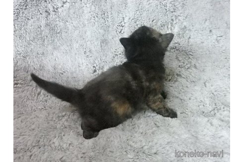 販売中の神奈川県のエキゾチックショートヘア-113828の34枚目